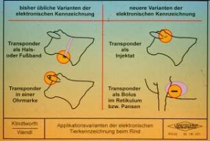 Applikationsvarianten der elektronischen Tierkennzeichnung beim Rind