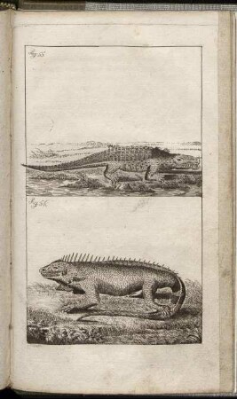 Fig. 55. - Fig. 56.