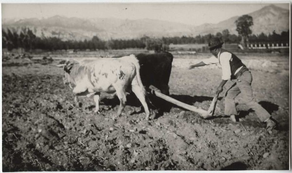 Paysan en train de labourer