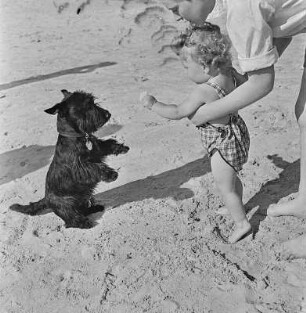 Kleinkind am Strand möchte einen Hund füttern
