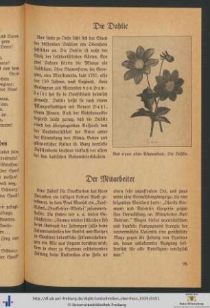 Die Dahlie.