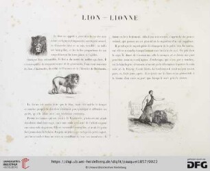 Lion - Lionne