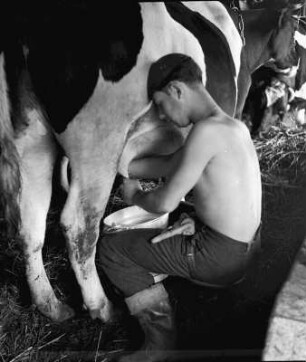 Landwirt beim Kühe Melken