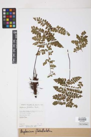 Asplenium flabellulatum Kunze