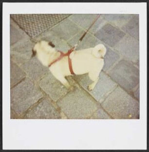 Hund in Weimar