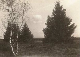 Oberschwaben. Schussenrieder Moor