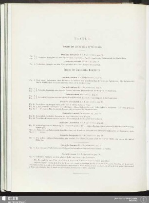 Tafel II. Gruppe der Daonella tyrolensis