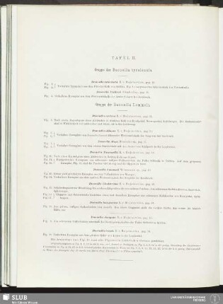 Tafel II. Gruppe der Daonella tyrolensis