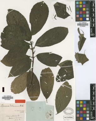 Citrosma glabrescens Griseb.