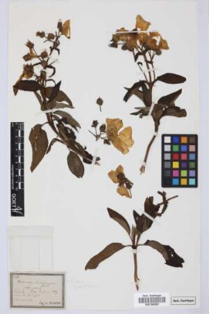 Rhodocistus berthelotianus Spach