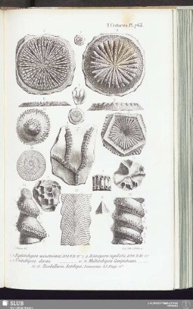 T. Crétacés, Pl. 763