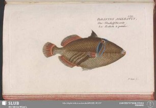 149. Balistes Aculeatus
