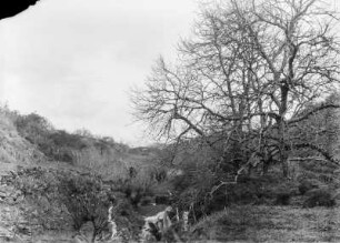 Mandelbaum : Ein Hang mit verschiedenen Pflanzungen. Rechts vermutlich Mandelbäume (Prunus dulcis)