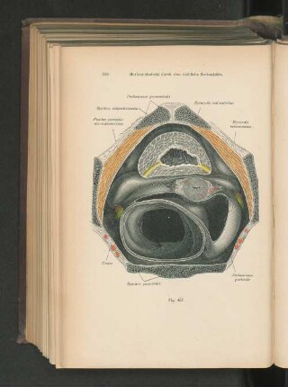 Fig. 457. Horizontalschnitt durch eine weibliche Beckenhöhle.