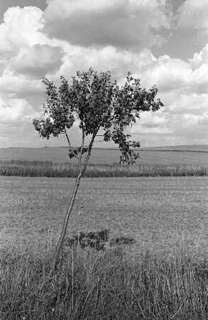 Nahe Angermünde : Nahe Angermünde, Mündesee-Rundweg