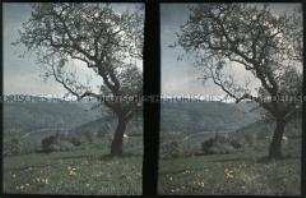 Blick von Schlierbach aus auf Neckar und Heidelberg
