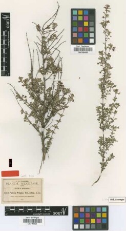 Fuchsia pringlei B.L.Rob. & Seaton [type]