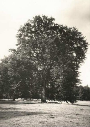 Moritzburger Teichgebiet. Landschaft mit Baum. Naturdenkmal
