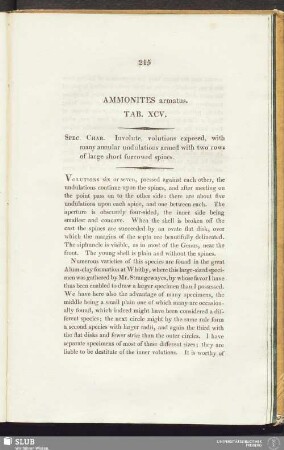 Ammonites armatus. Tab. XCV