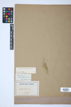Diphasiastrum thyoides (Humb. & Bonpl. ex Willd.) Holub