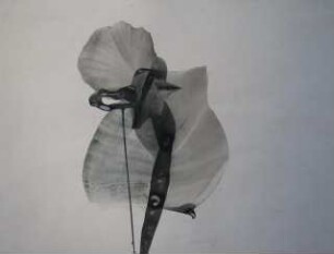 unbenannt [Blüte]