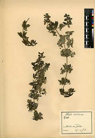 Rubiaceae Rubia tinctorum Linné, Carl von (1707 - 1778) [Banijas]