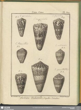 Pl. 319. Cone. Conus