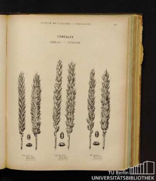 Céréales. - Cereals. - Getreide.
