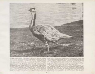 Indische Gans