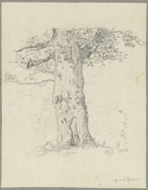 Baum