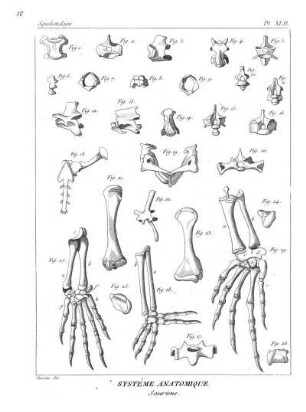 Pl. XLII. Systême Anatomique. Sauriens.