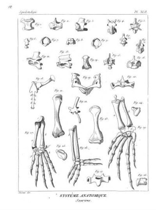 Pl. XLII. Systême Anatomique. Sauriens.