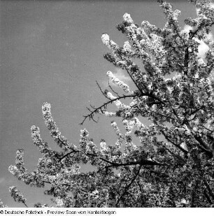 Frühling; Baumblüte Borthen Kauscha