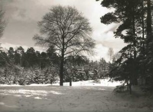 Dresdner Heide. Kiefern, Fichten und Buchen im Schnee