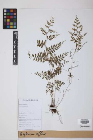 Asplenium affine Sw.