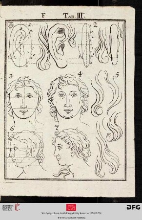 Tab. III [Ohr, Gesichter (Proportionen)]