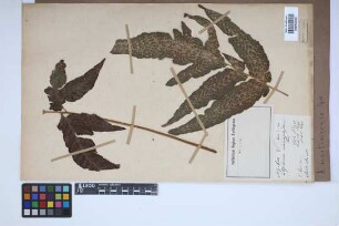 Aspidium martinicense Spreng.