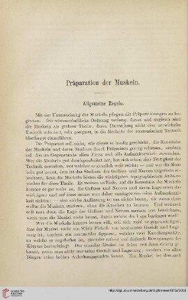 Präparation der Muskeln