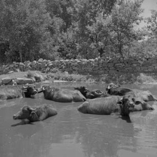 Büffel am Fluss im Rosental, ein Gebiet in Zentral-Bulgarien