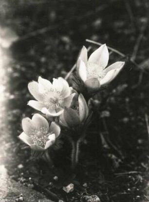Gewöhnliche Kuhschelle (Pulsatilla vulgaris)