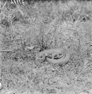 Ringelnatter : Eine ruhende Ringelnatter (natrix natrix Linnaeus).