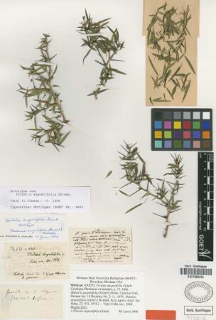 Pictetia angustifolia Griseb. [holotype]