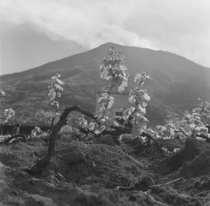 Aufstieg zum Stromboli, Rebstock in einem Weingarten mit Blick auf den Vulkan