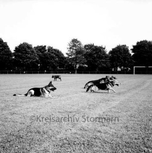 Volks- und Heimatfest: Veranstalter Heimatring: Stormarnplatz: Vorführung mit Polizeihunden und Schutzhunden: Schäferhunde beim Anschleichen, 24. Juli 1965
