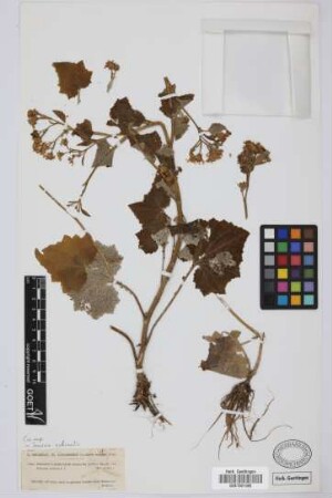 Doronicum echinatum (L.f.) Sch.Bip.