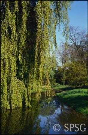 Potsdam, Park Sanssouci, Bullenwiese.