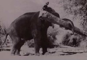 Elefant als Reit-, Last-, Zugtier