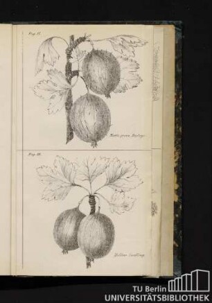 Fig. 13. Green Willom, Johnson's / Fig. 14. Lovely Anne, Thompson's / Fig. 15. Frecholder Beardly's / Fig. 16. Freecost Saxton's / Fig. 17. Nettle green, Hopely's / Fig. 18. Yellow Seedling.