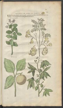 Appendix Ad Libros De Plantis