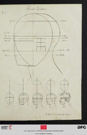 Pl. VI [Kopf (Profil; Proportionen)]